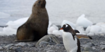 penguen-ve-deniz-fili-diskilari-antarktikaya-can-veriyor-p2L7cMQY.jpg